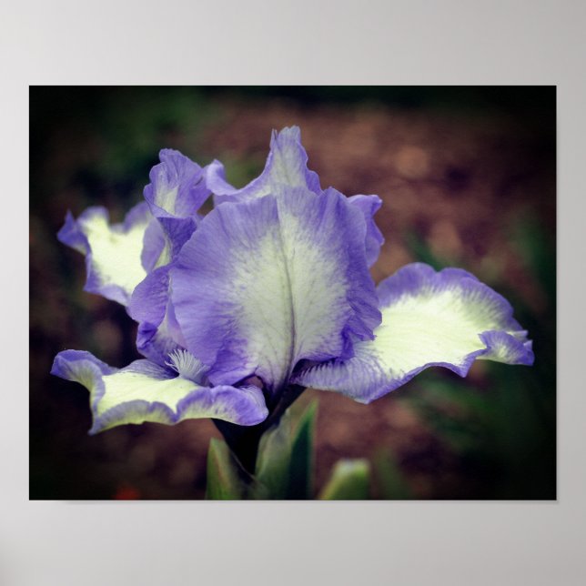 Lavender And White Bearded Iris Flower  Poster (Front)