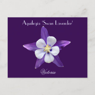 Lavender Aquilegia Columbine Postcard