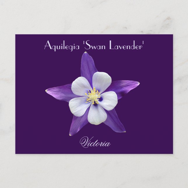 Lavender Aquilegia Columbine Postcard (Front)