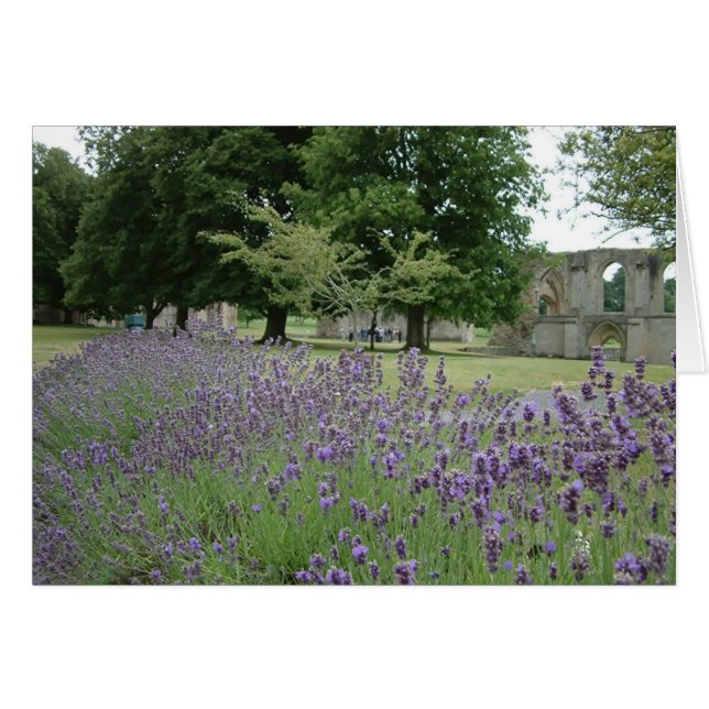 Lavender at Glastonbury (Front Horizontal)