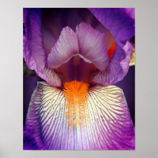 Lavender Bearded Iris Flower Petal Close Up Poster (Front)