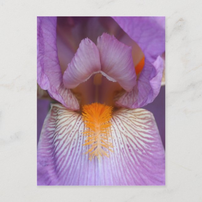 Lavender Bearded Iris Flower Petal Postcard (Front)