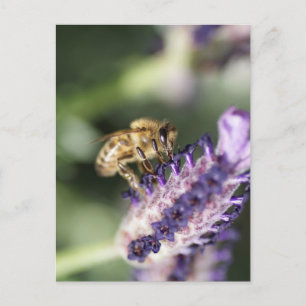 Lavender Bee Postcard
