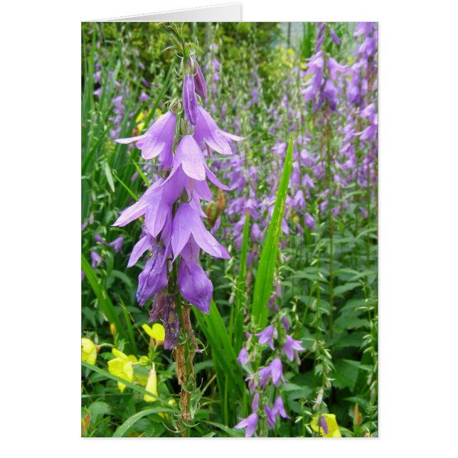 Lavender Bellflower Photograph (Front)