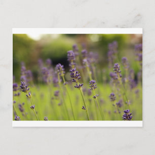 lavender blue postcard