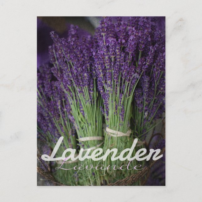 Lavender Bunch Postcard (Front)