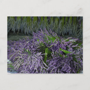 Lavender Bunches Postcard