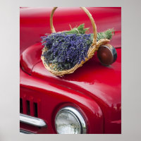 Lavender bunches rest on old farm pickup truck