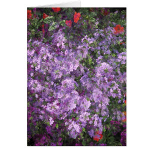 Lavender Bush