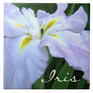 Lavender Coloured Iris (photog) Tile