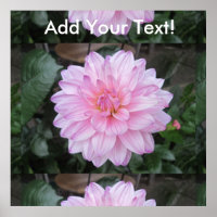 Lavender Dahlia Flower