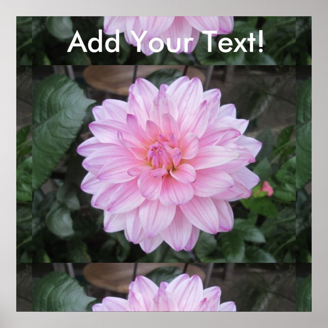 Lavender Dahlia Flower Poster (Front)