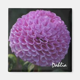 Lavender Dahlia Magnet