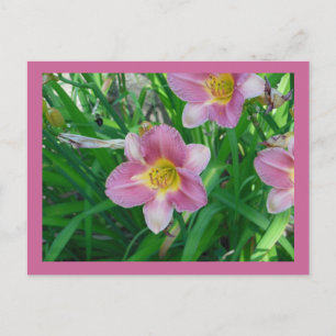 Lavender Daylilies Postcard
