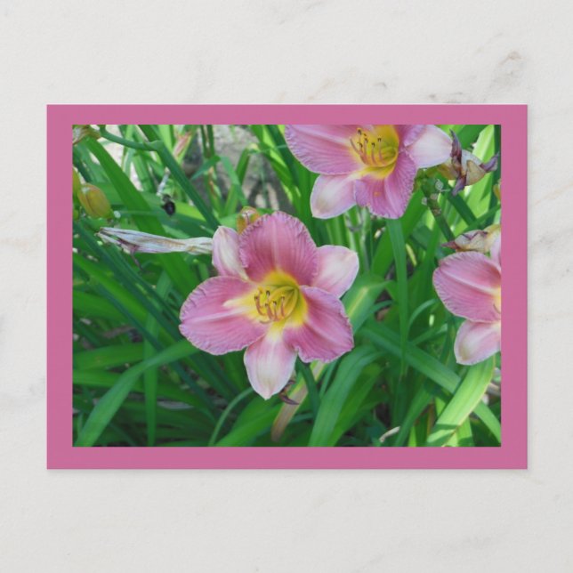 Lavender Daylilies Postcard (Front)