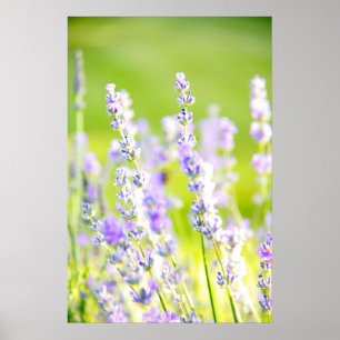 Lavender Dream Poster