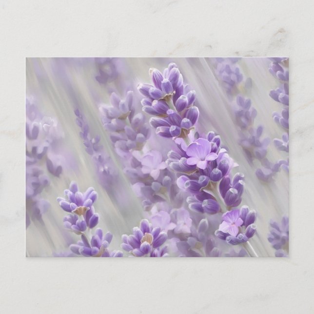 Lavender dreams. postcard (Front)