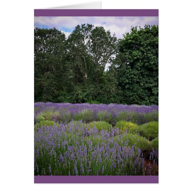 Lavender Farm (Front)