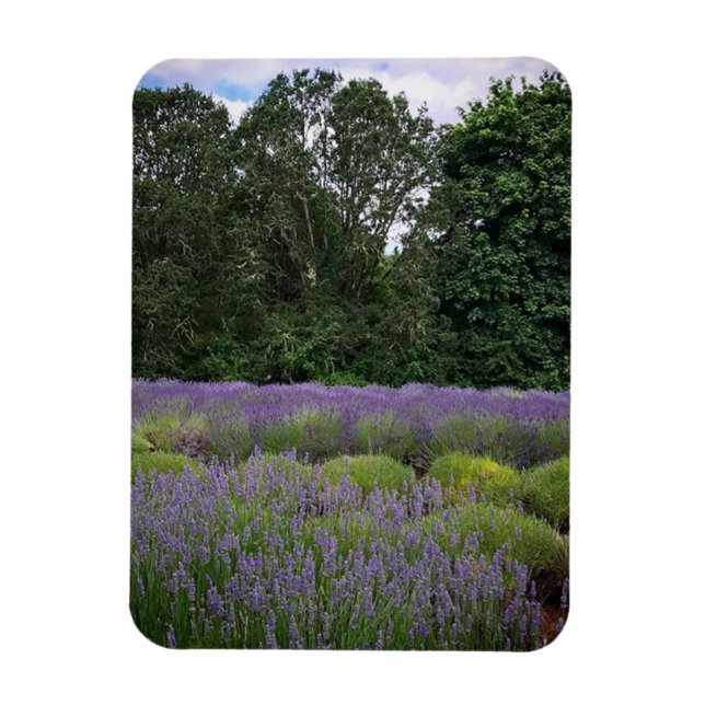 Lavender Farm Magnet (Vertical)