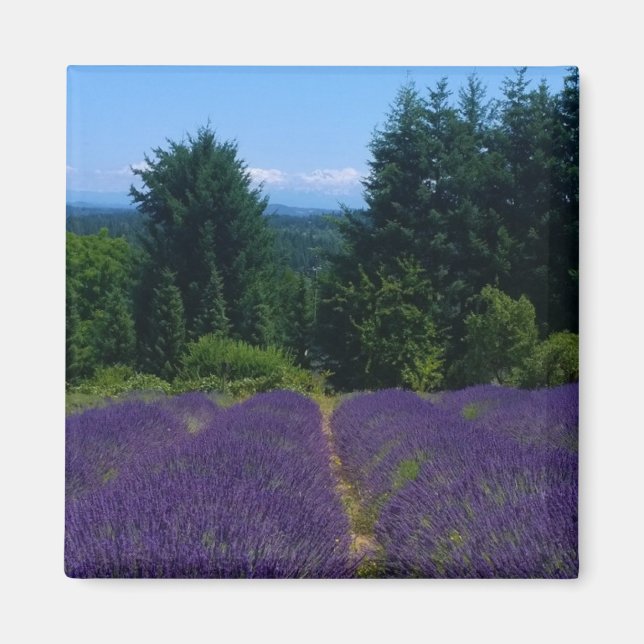 Lavender Farm Magnet (Front)