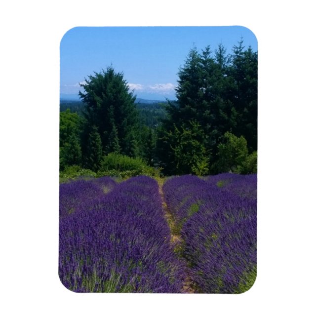 Lavender Farm Magnet (Vertical)