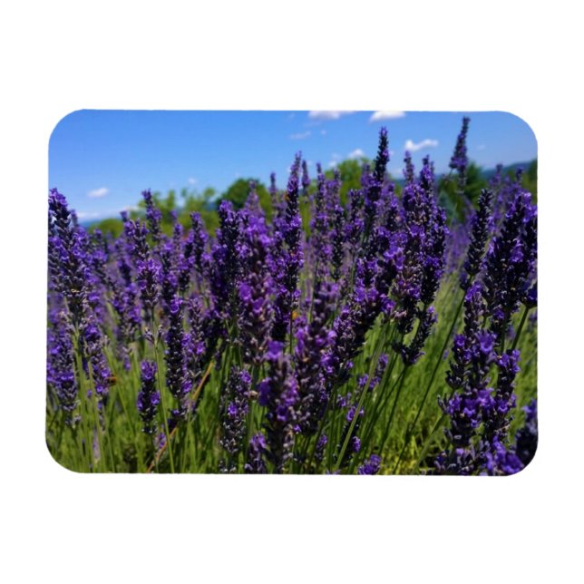 Lavender Farm Magnet (Horizontal)