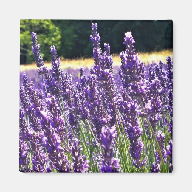 Lavender Farm Magnet (Front)