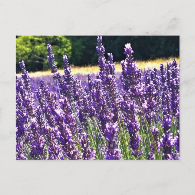 Lavender Farm Postcard (Front)