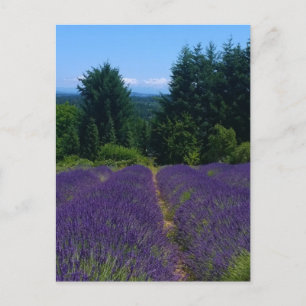 Lavender Farm Postcard