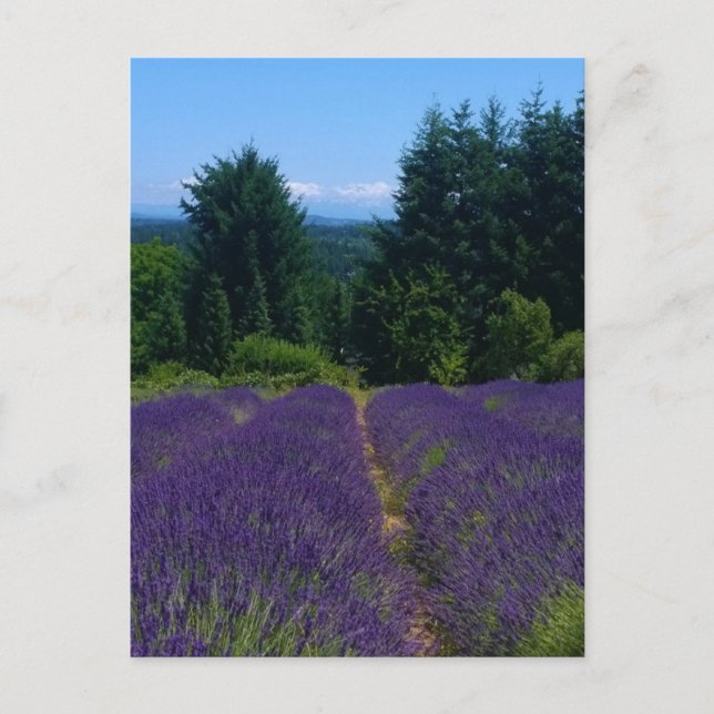 Lavender Farm Postcard (Front)