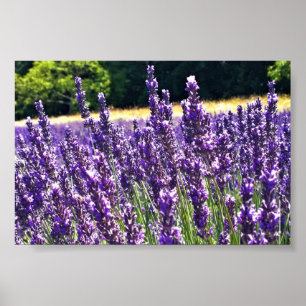 Lavender Farm Poster