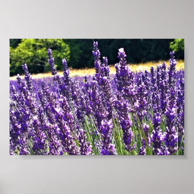 Lavender Farm Poster (Front)
