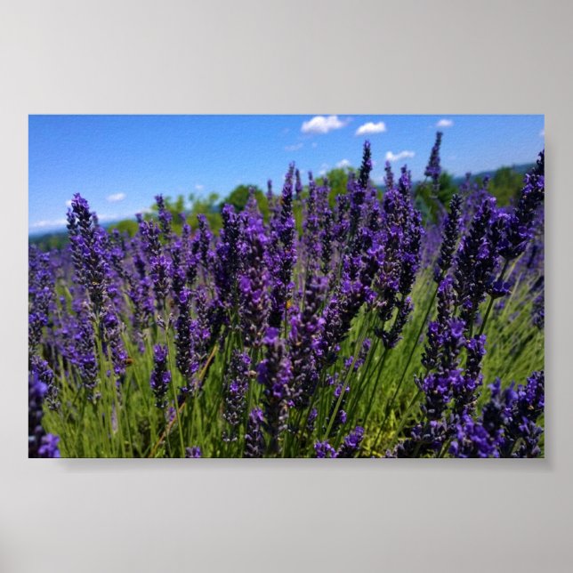 Lavender Farm Poster (Front)