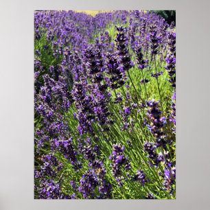 Lavender Farm Poster