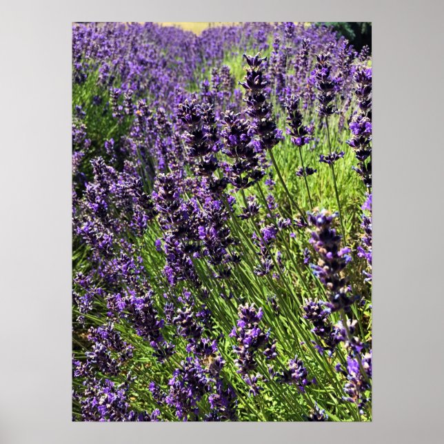 Lavender Farm Poster (Front)