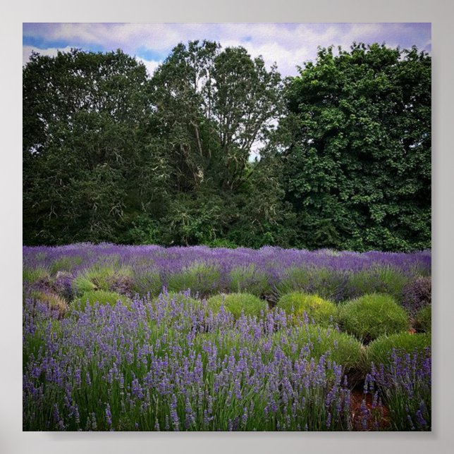 Lavender Farm Poster (Front)