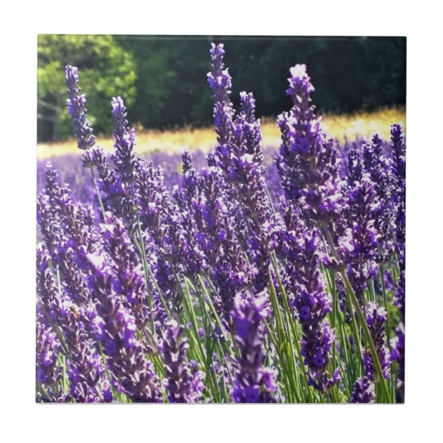 Lavender Farm Tile (Front)