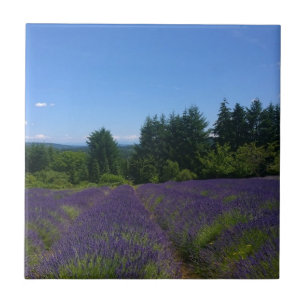 Lavender Farm Tile