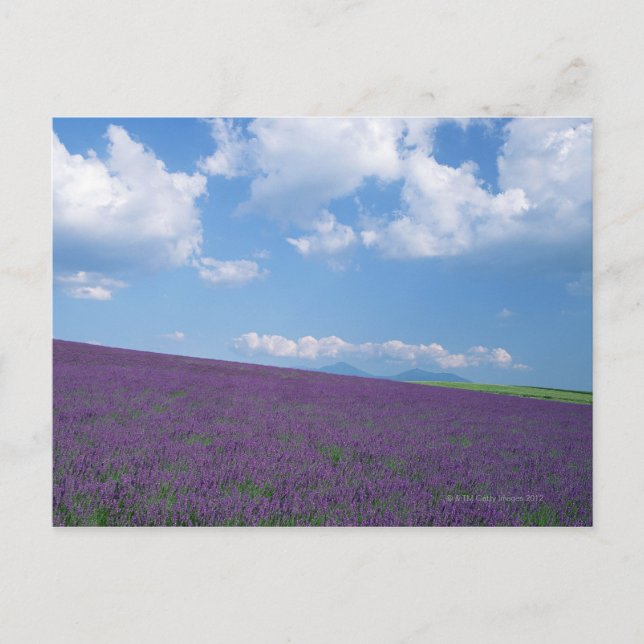 Lavender Field 3 Postcard (Front)
