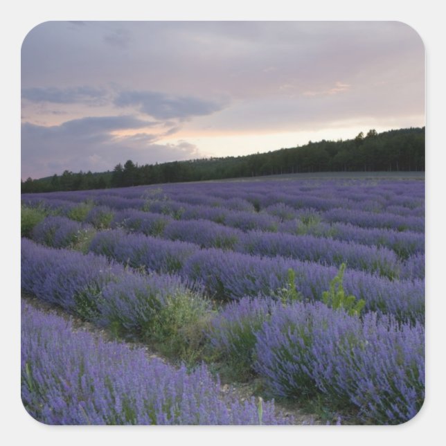 Lavender field at sunset square sticker (Front)