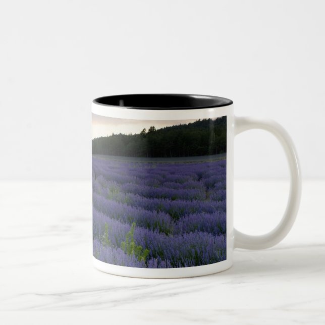 Lavender field at sunset Two-Tone coffee mug (Right)