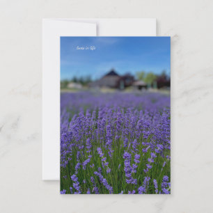 Lavender Field & Barn Card