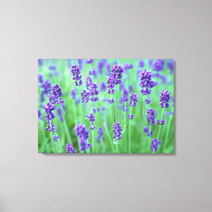 Lavender Field Canvas Print