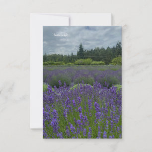 Lavender Field, Cloudy Day Card