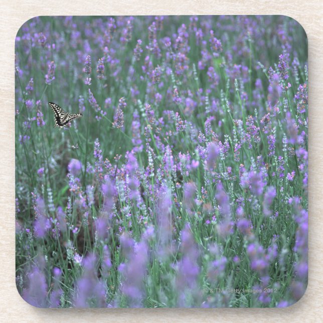 Lavender Field Coaster (Front)