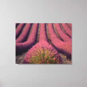 Lavender field in High Provence, France 2 Canvas Print