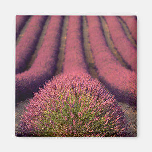 Lavender field in High Provence, France 2 Magnet