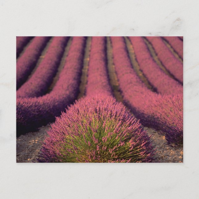 Lavender field in High Provence, France 2 Postcard (Front)