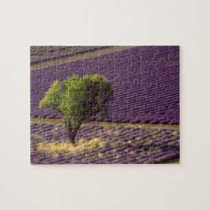 Lavender field in High Provence, France Jigsaw Puzzle