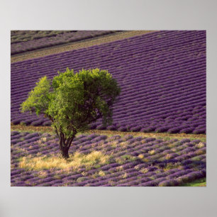 Lavender field in High Provence, France Poster